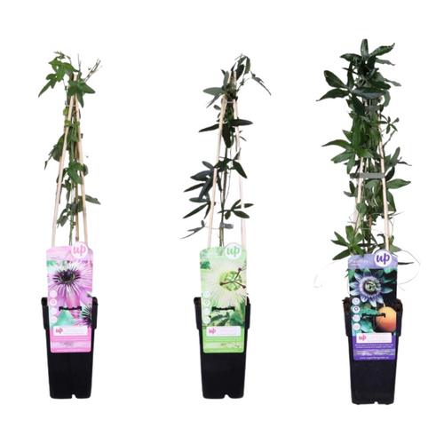 Productfoto van 3x - Passiflora mix