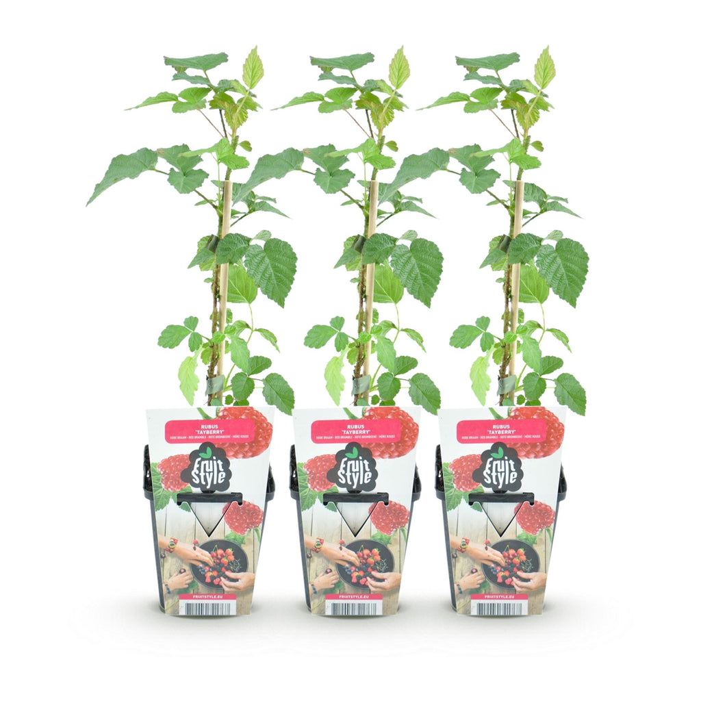 Taybes Rubus Tayberry, kenmerkend blad