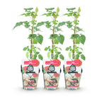 Taybes Rubus Tayberry, kenmerkend blad