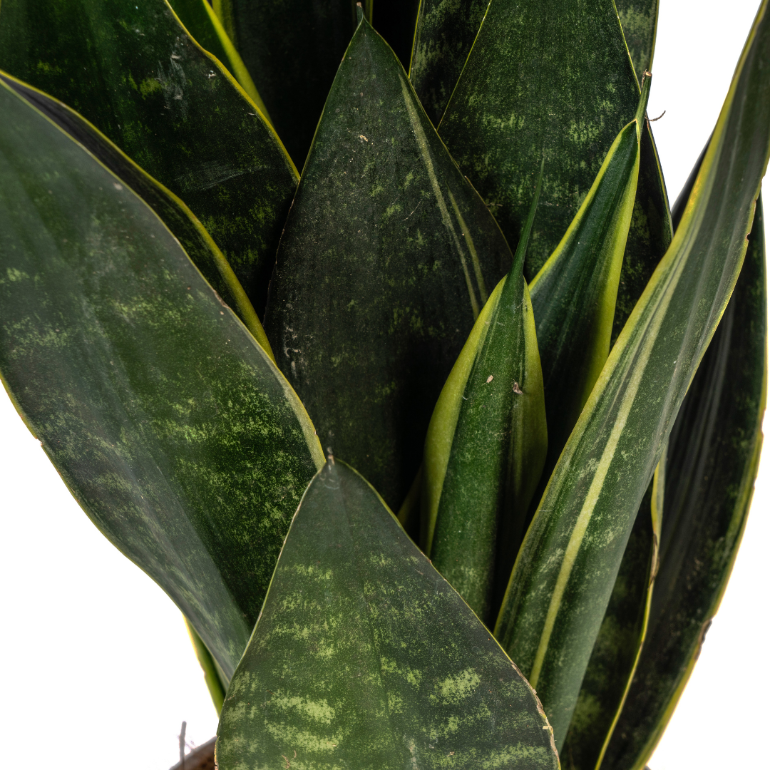 Sansevieria Trifasciata Futura Black, detail van het blad