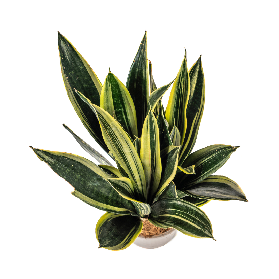 Sansevieria Trifasciata Canary, kenmerkend blad