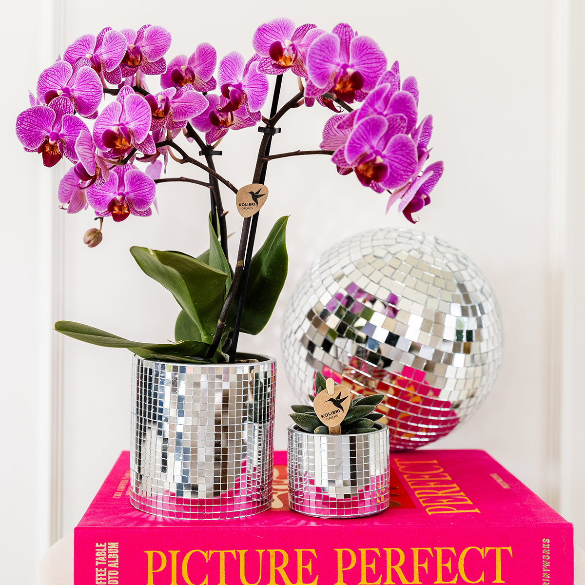 Plantenset Disco, groene bladeren