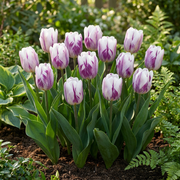 Tulp &
