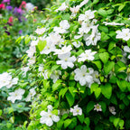 Clematis Madame Le Coultre, groene bladeren