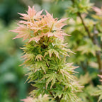Acer palmatum Koto Hime, groeiwijze van de plant