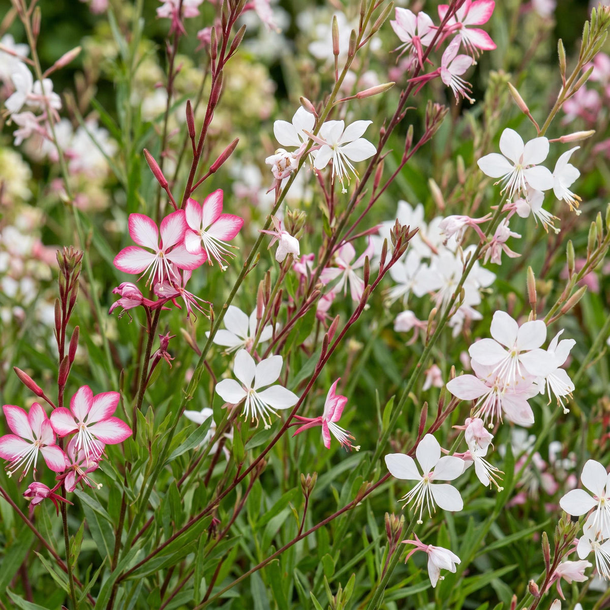 Gaura lindheimeri duo - prachtkaars roze en wit - 12 planten, groeiwijze van de plant