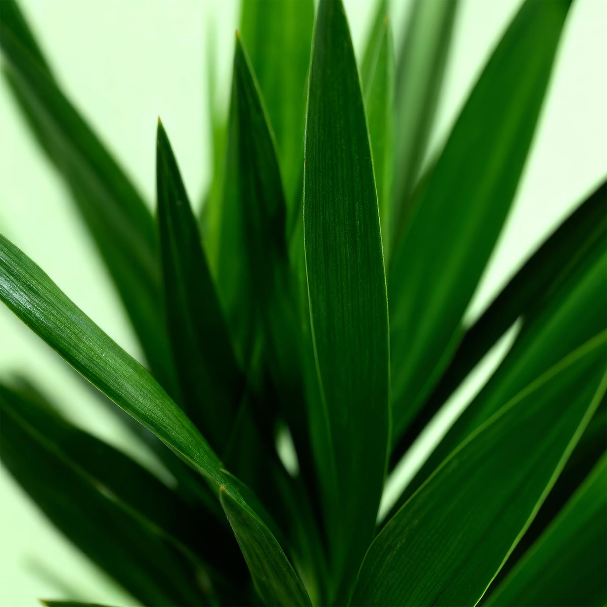 Yucca elephantipes, 95 cm hoog, groeiwijze van de plant