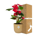 Detailfoto van Anthurium Red 12cm in ELHO Vibes Fold 14cm geel