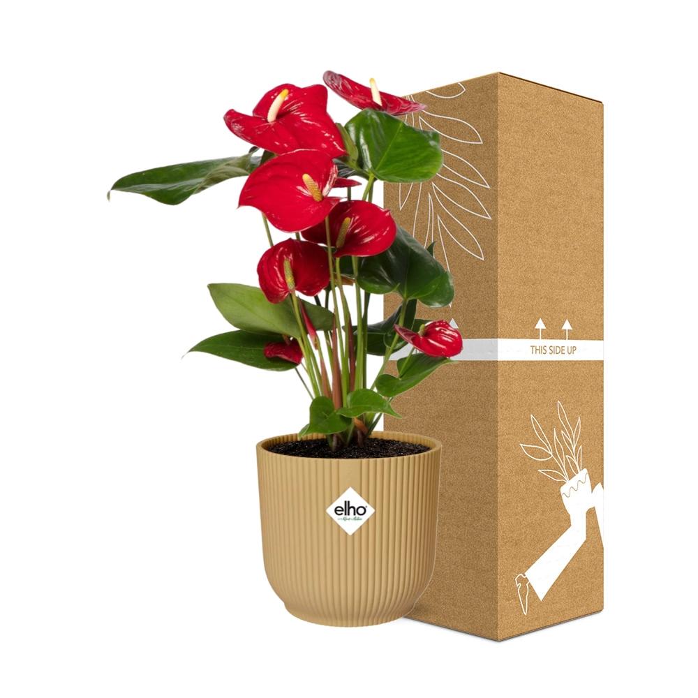 Detailfoto van Anthurium Red 12cm in ELHO Vibes Fold 14cm geel