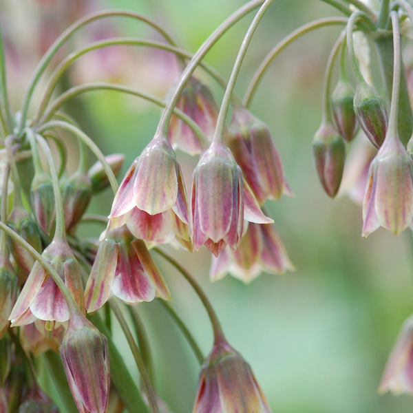 Honingklokje Allium siculum, crème-roze