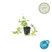Vinca major &