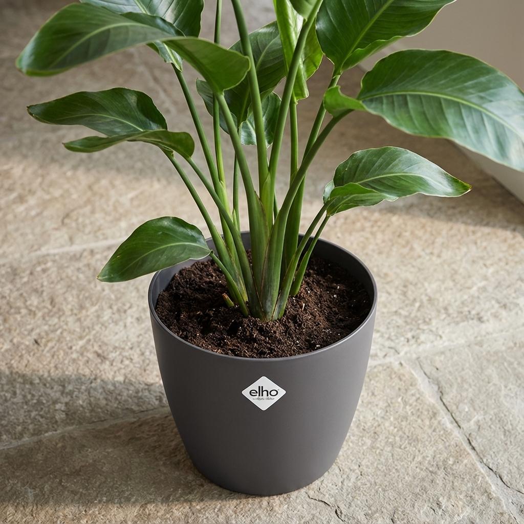 Productafbeelding van Pureplant