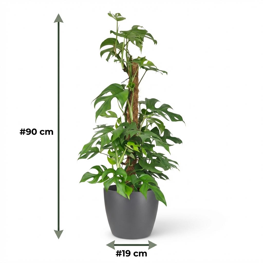 Mini Gatenplant - Monstera Minima Mosstok met grijze pot, groeiwijze van de plant