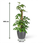 Mini Gatenplant - Monstera Minima Mosstok met grijze pot, groeiwijze van de plant