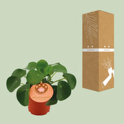 Pilea Peperomioides