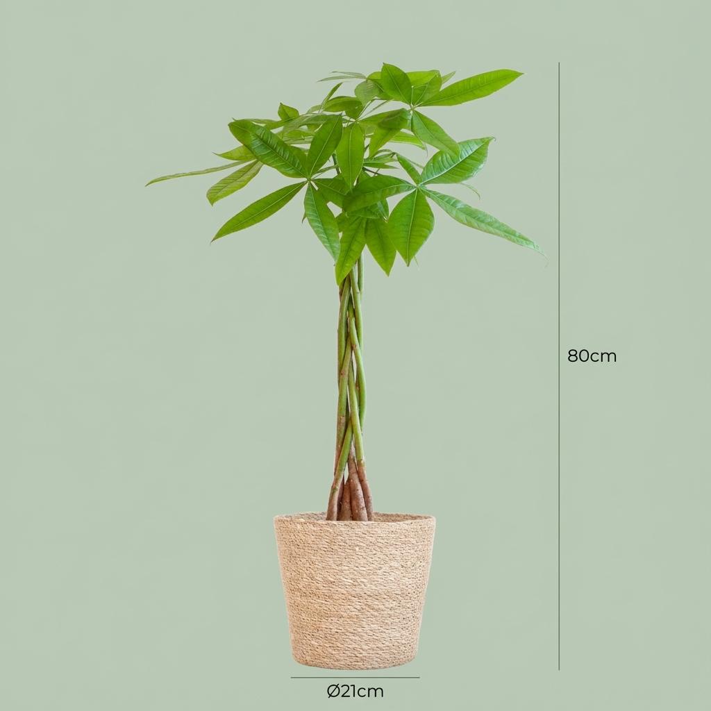 Pachira Aquatica met Zeegras mand naturel, kenmerkend blad