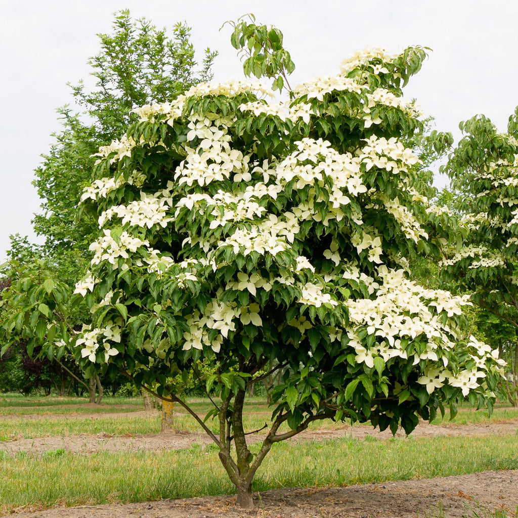 Cornus kousa chinensis, plant voor tuin en border