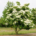 Cornus kousa chinensis, plant voor tuin en border
