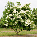 Cornus kousa chinensis, plant voor tuin en border