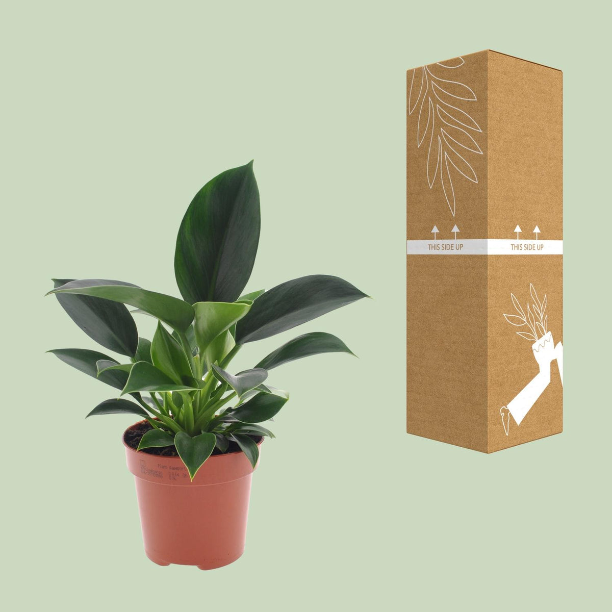 Detailfoto van Philodendron Green Princess