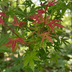 Acer palmatum Phoenix, groeiwijze van de plant