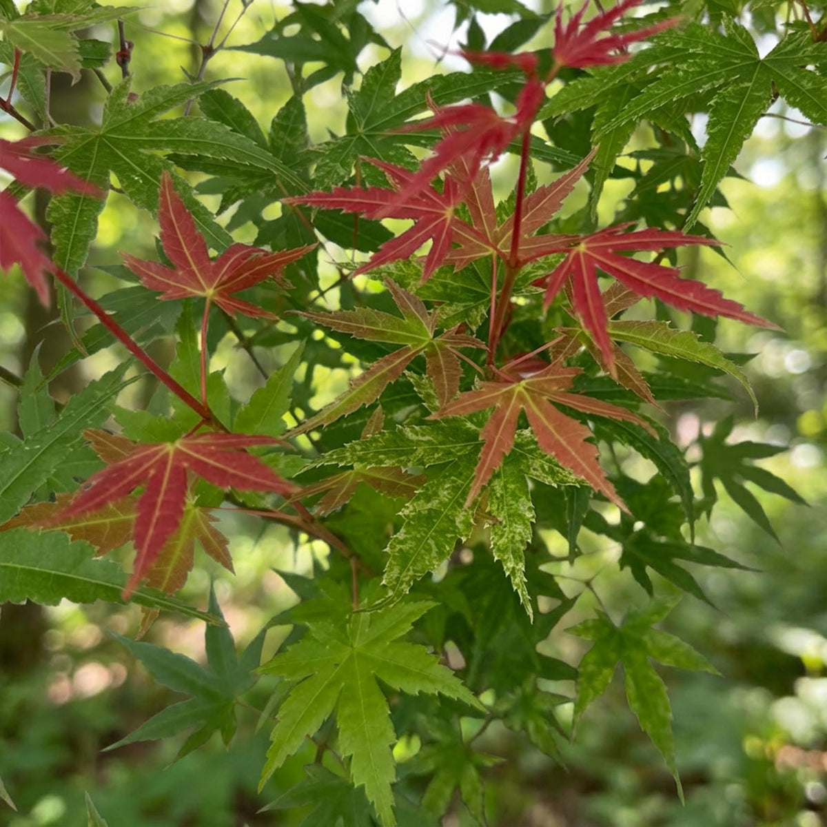Acer palmatum Phoenix, groeiwijze van de plant