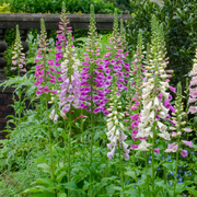 Digitalis purpurea