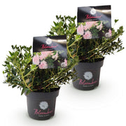 Rhododendron Bloombux &