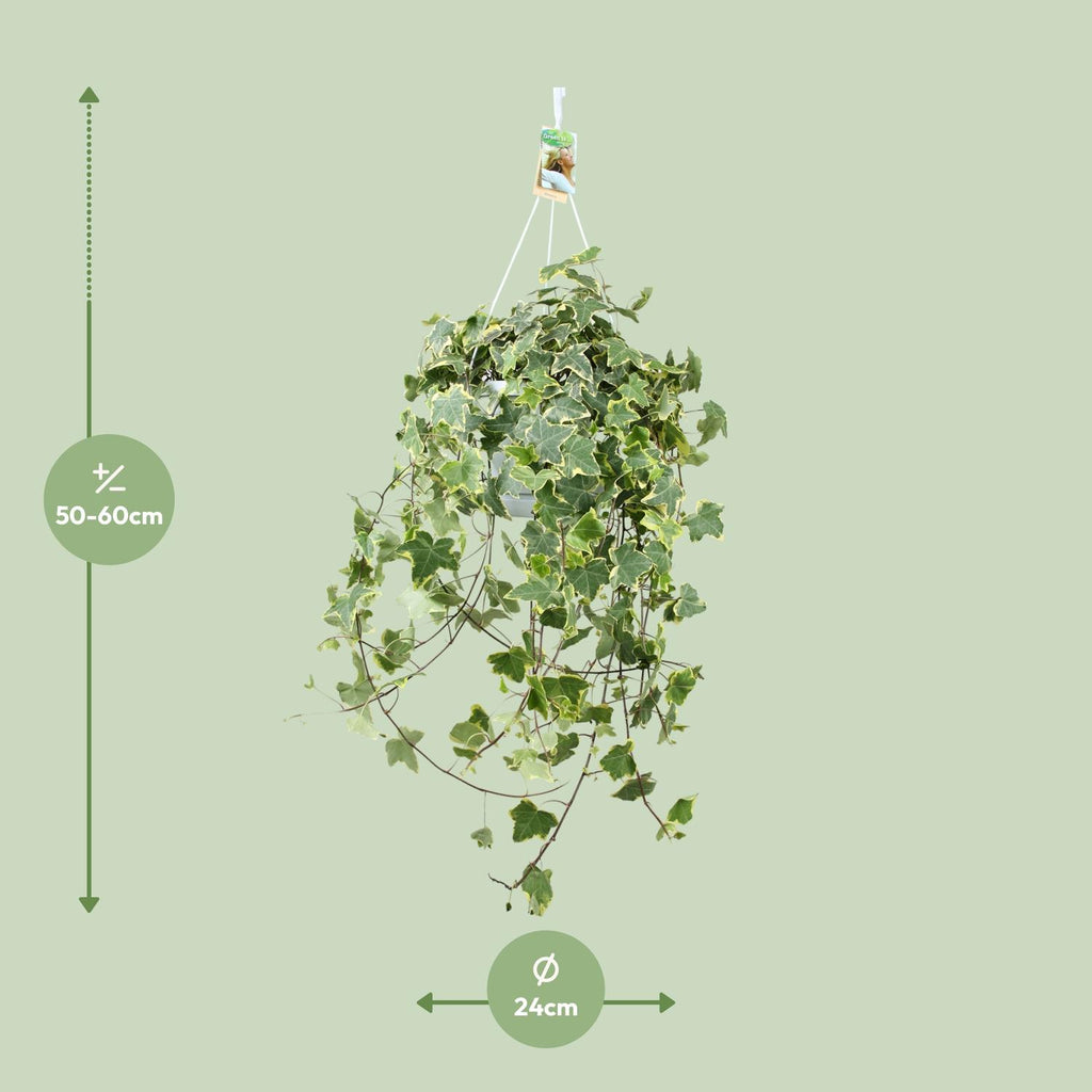Hedera Helix Gold Child - Hang/XXL, groene bladeren
