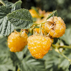 Frambozenplant Fallgold, fruitgewas voor de tuin, groeiwijze van de plant