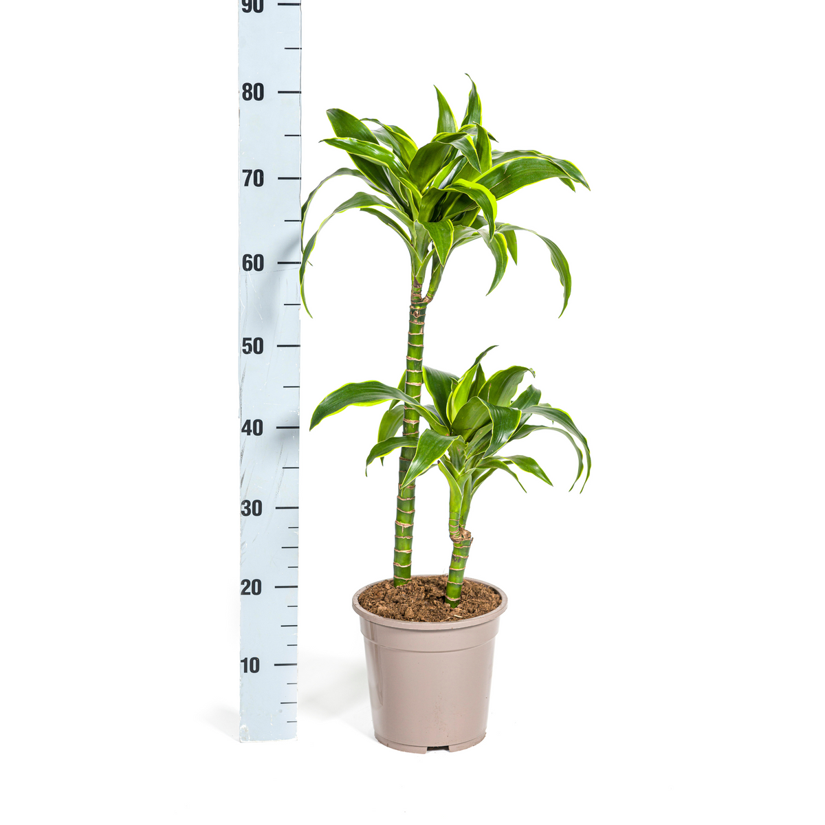 Dracaena Deremensis Dorado, detail van het blad