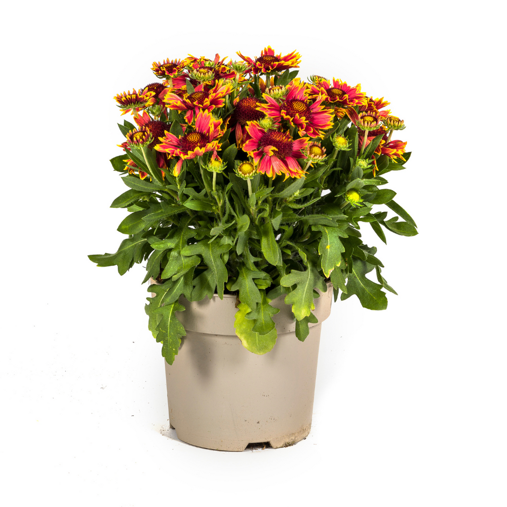 Productafbeelding van Pureplant