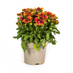 Productafbeelding van Pureplant