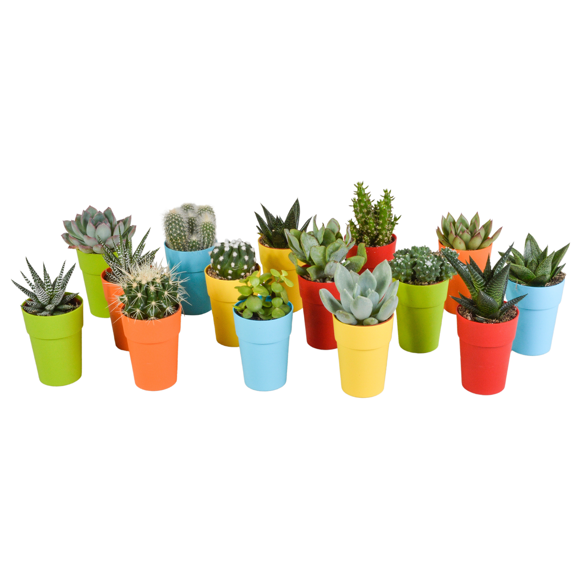 Productfoto van Cactus en vetplanten mix in gekleurde plastic pot, 15 stuks