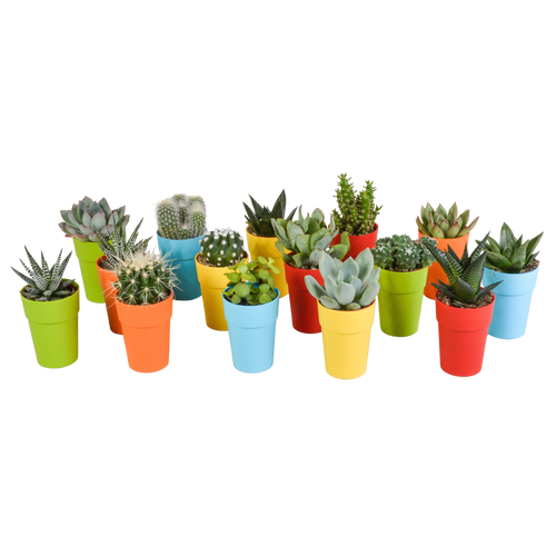 Productfoto van Cactus en vetplanten mix in gekleurde plastic pot, 15 stuks