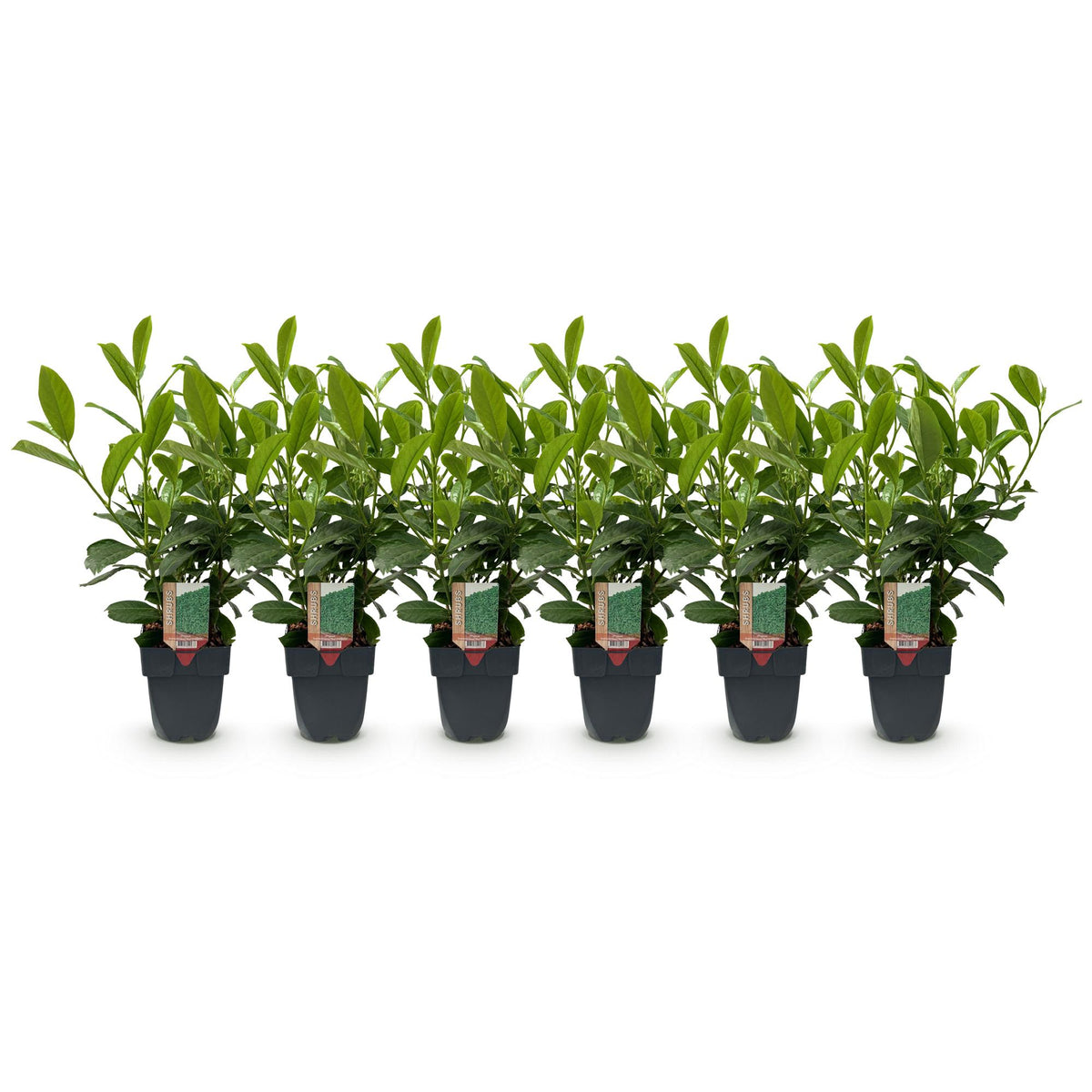 Prunus laurocerasus Rotundifolia, sterke plant