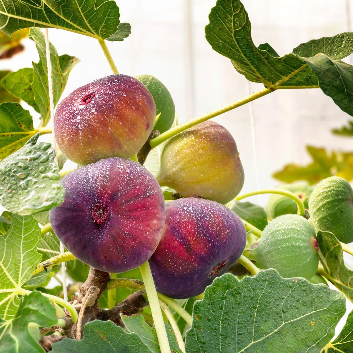 2x Vijgenboom Rouge de Bordeaux, plant in pot