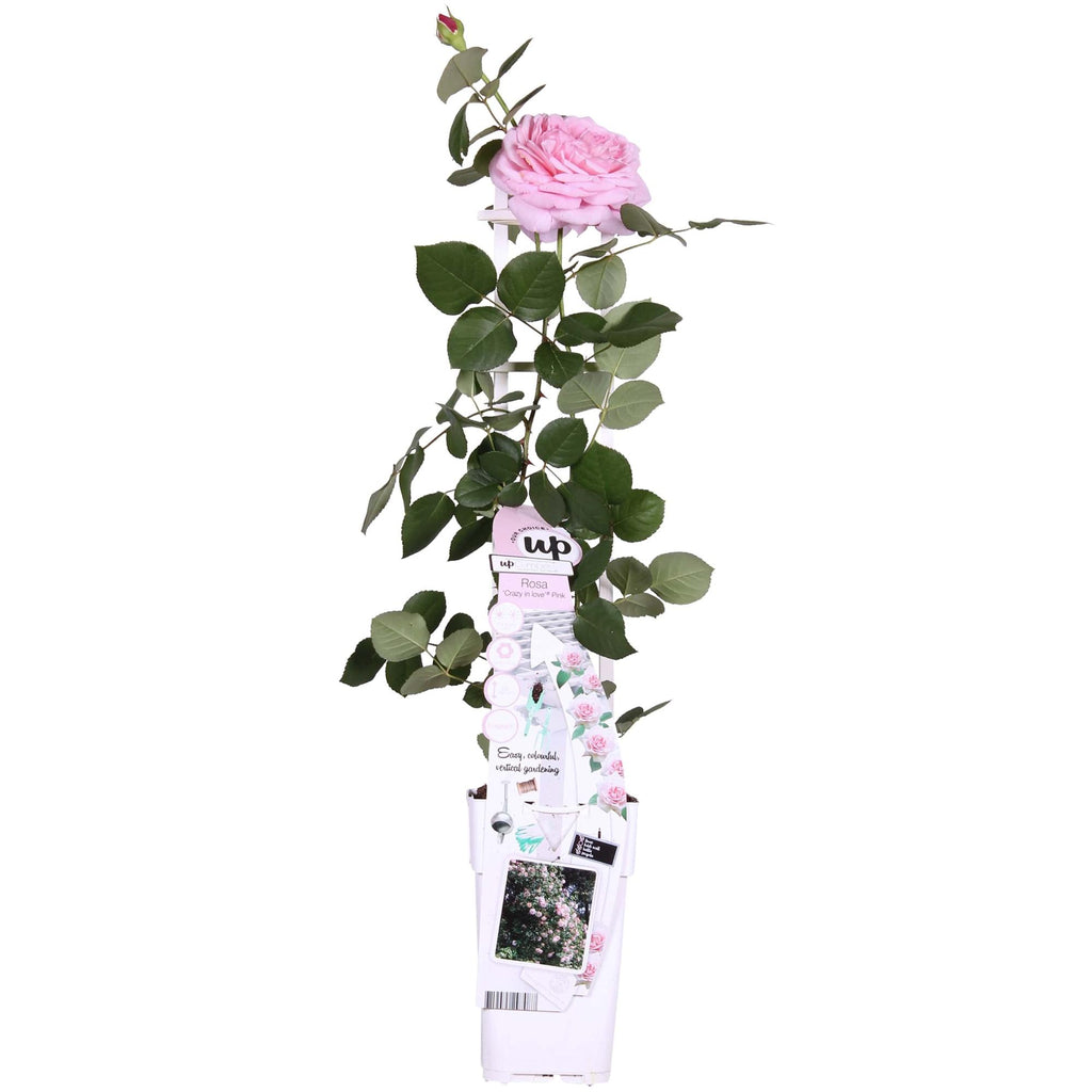 Detailfoto van Rosa Crazy in love 'Pink' - Roze Roos