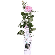 Rosa Crazy in love &