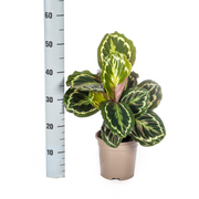 Calathea Medallion