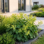 Alchemilla mollis - Vrouwenmantel - Bodembedekkend - Geel - 6 Planten