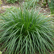 Carex oshimensis Evergreen - Japanse Zegge - Groenblijvend - Groen - 6 Planten