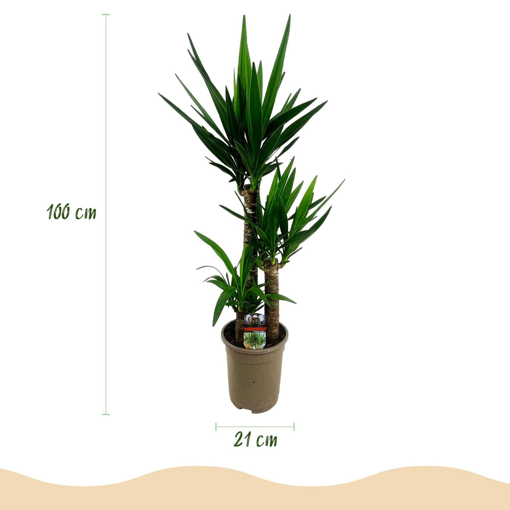 Yucca elephantipes, 100 cm hoog, plant voor binnen