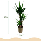Yucca elephantipes, 100 cm hoog, plant voor binnen