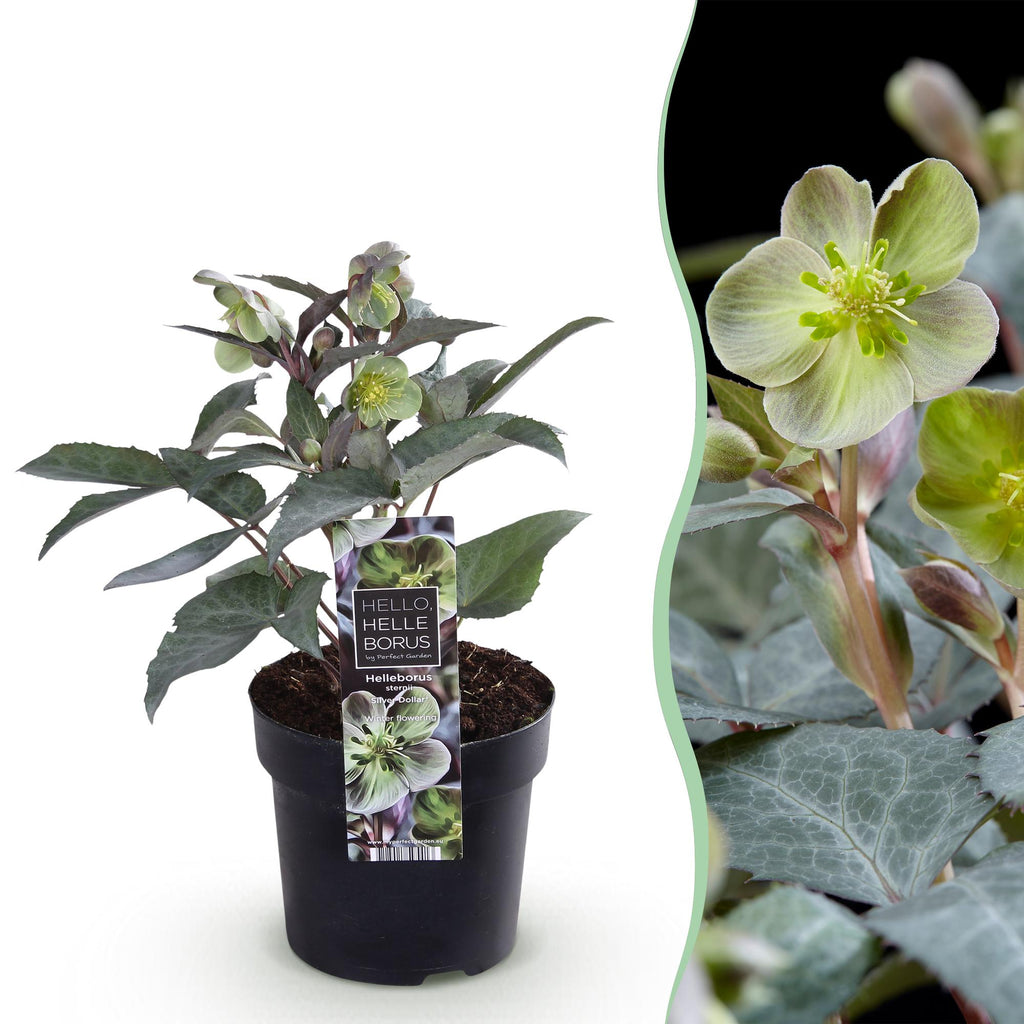 Lenten rose Helleborus sternii Silver Dollar, detail van het blad