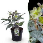 Lenten rose Helleborus sternii Silver Dollar, detail van het blad