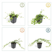 Vinca minor &
