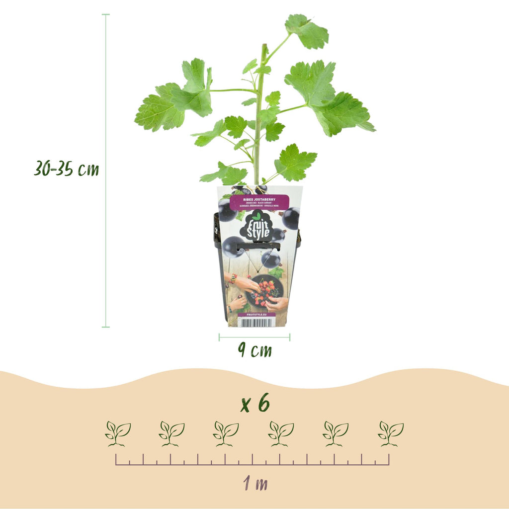 Jostabes Ribes Jostabes, groene bladeren