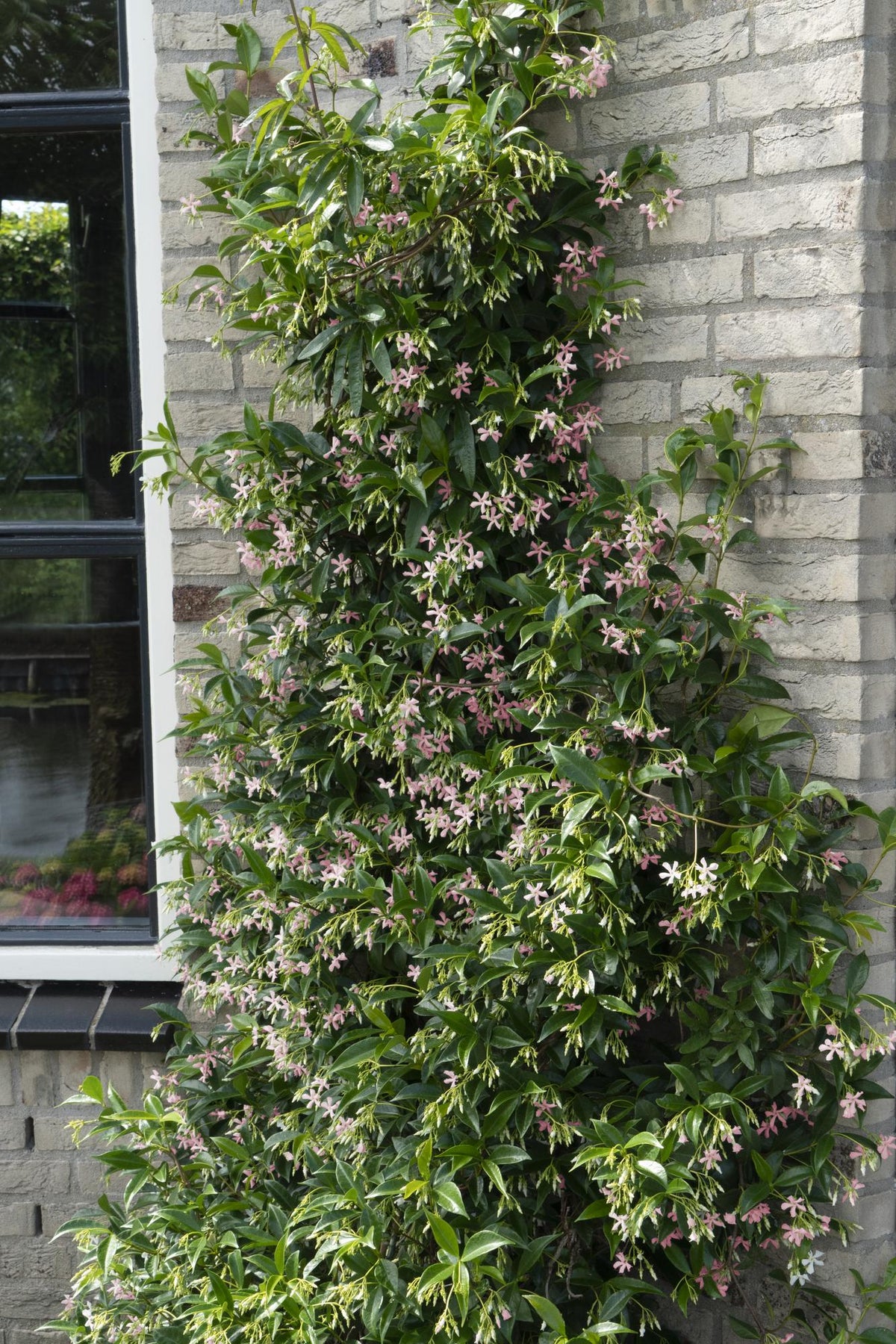 Productfoto van 3x - Trachelospermum Mix
