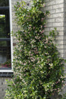 3x - Trachelospermum Mix
